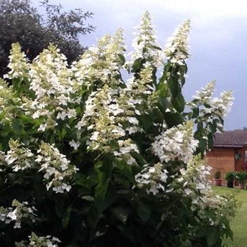 Hortenzija, skarainā ,,Levana,, /Hydrangea paniculata/ - C3 kont.