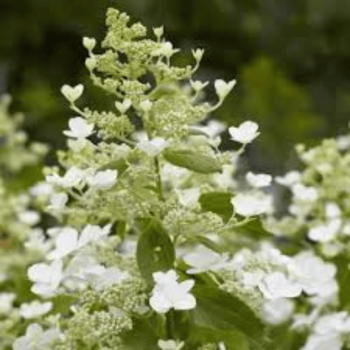 Hortenzija, skarainā ,,Levana,, /Hydrangea paniculata/ - C3 kont.