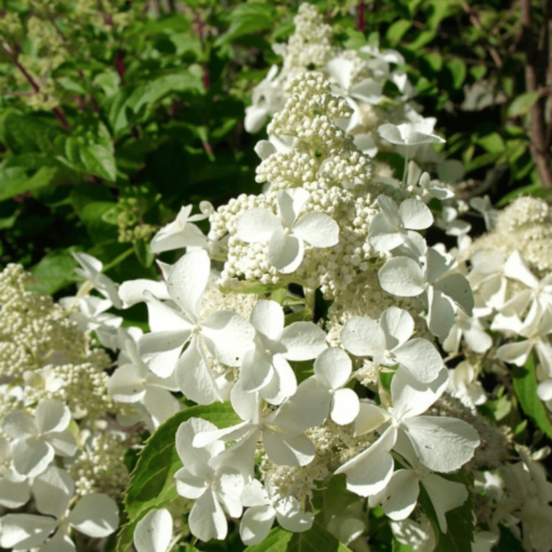 Hortenzija, skarainā ,,Levana,, /Hydrangea paniculata/ - C3 kont.