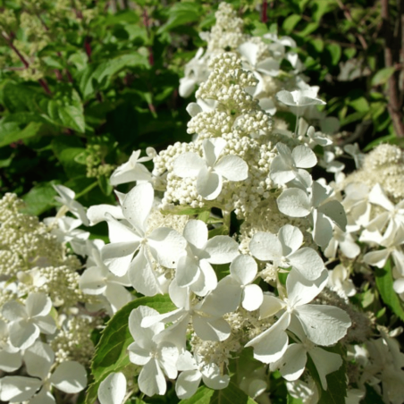 Hortenzija, skarainā ,,Levana,, /Hydrangea paniculata/ - C3 kont.