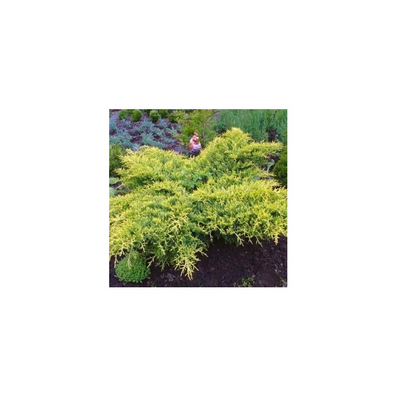 Kadiķis, Ficera ,,Gold Star,,/Juniperus pfizteriana/ - C2 kont.