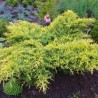 Kadiķis, Ficera ,,Gold Star,,/Juniperus pfizteriana/ - C2 kont.