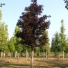 Bērzs, āra "Royal Frost" /betula/ -80-90cm.