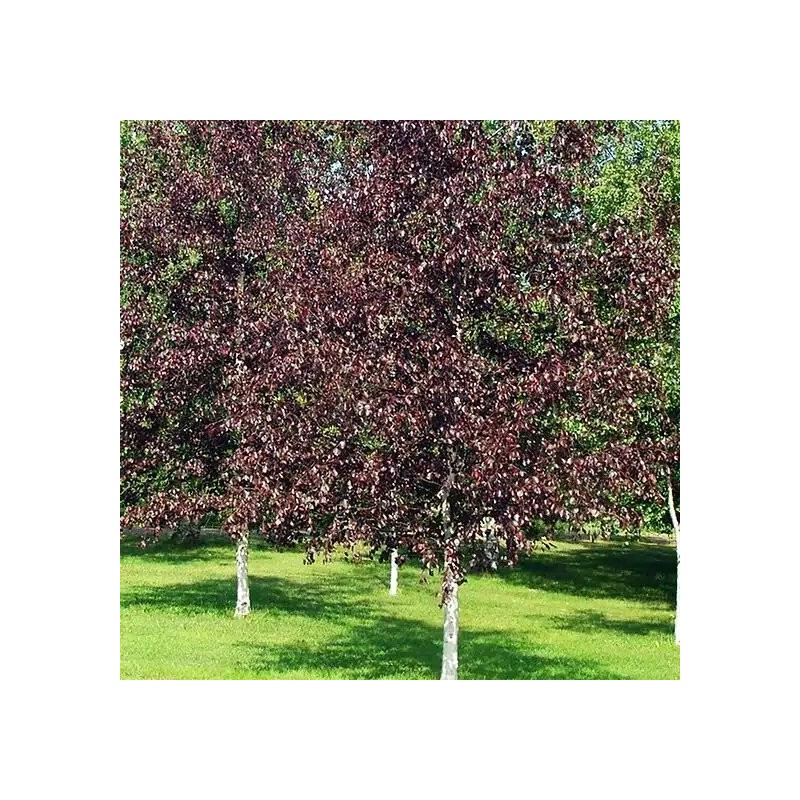 Bērzs, āra "Royal Frost" /betula/ -80-90cm.