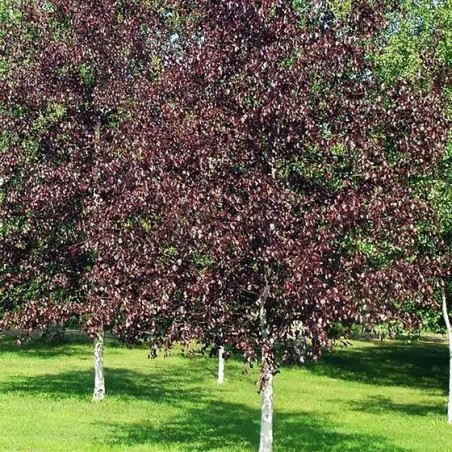Bērzs, āra "Royal Frost" /betula/ -80-90cm.