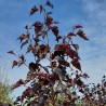Bērzs, āra "Royal Frost" /betula/ -80-90cm.