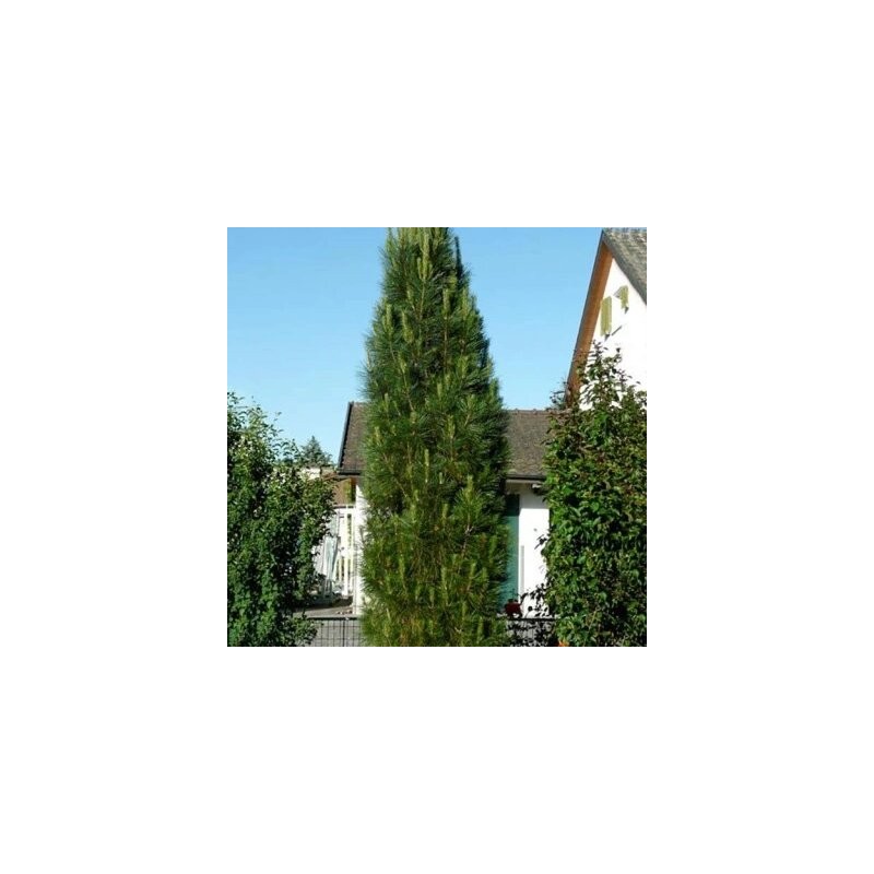 Priede, melnā "Molette" /Pinus nigra/ - 40-50cm- C2 kont.