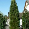 Priede, melnā "Molette" /Pinus nigra/ - 40-50cm- C2 kont.