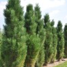 Priede, melnā "Molette" /Pinus nigra/ - 40-50cm- C2 kont.