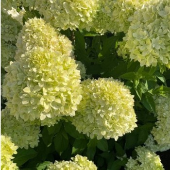 Hortenzija, skarainā ,,Bee Green,, /Hydrangea paniculata/ - P13 kont.