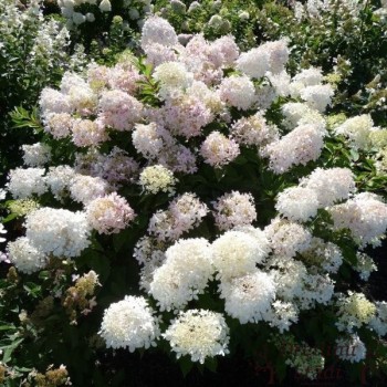Hortenzija, skarainā ,,Mega Pearl,,/ Hydrangea paniculata/ - P12 kont.