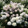 Hortenzija, skarainā ,,Mega Pearl,,/ Hydrangea paniculata/ - P12 kont.