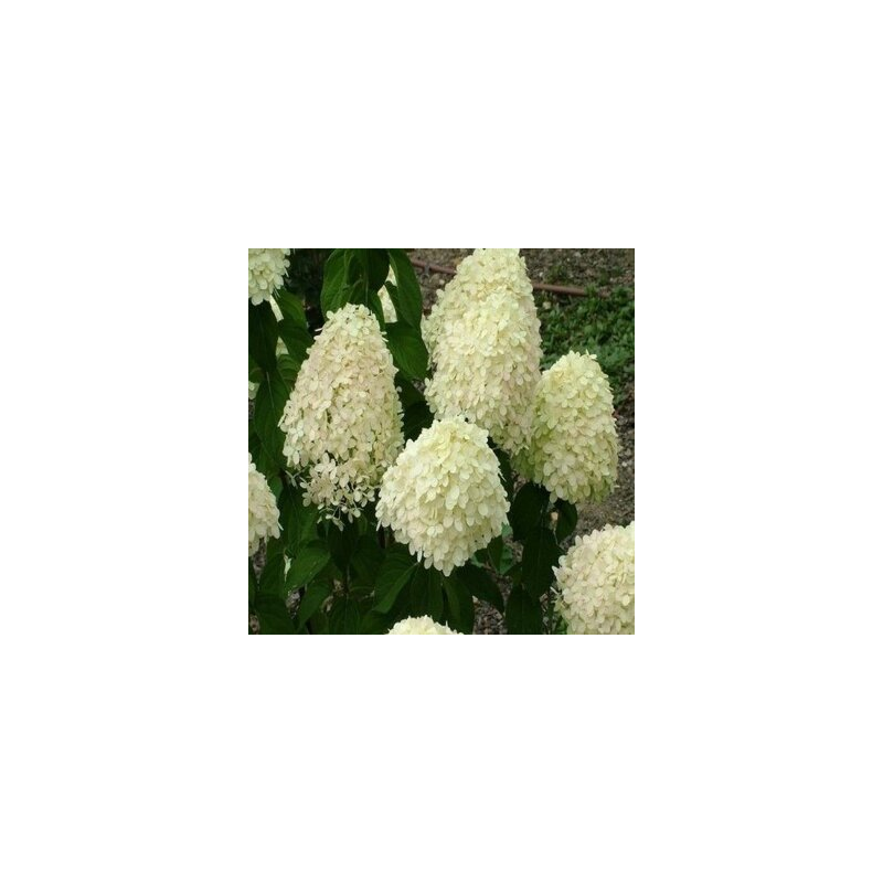 Hortenzija, skarainā ,,Mega Pearl,,/ Hydrangea paniculata/ - P12 kont.