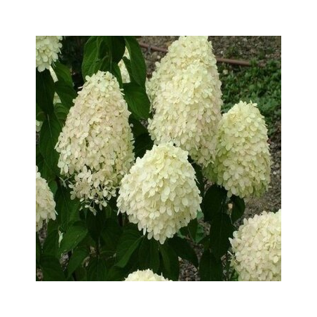 Skarainā hortenzija ,,Mega Pearl,,/ Hydrangea paniculata/ - P12 kont.