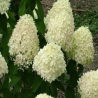 Skarainā hortenzija ,,Mega Pearl,,/ Hydrangea paniculata/ - P12 kont.