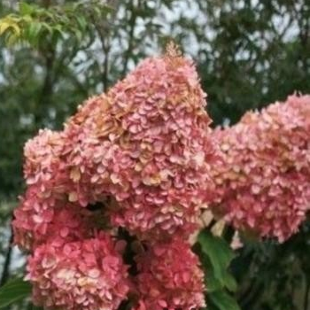 Hortenzija, skarainā ,,Mega Pearl,,/ Hydrangea paniculata/ - P12 kont.