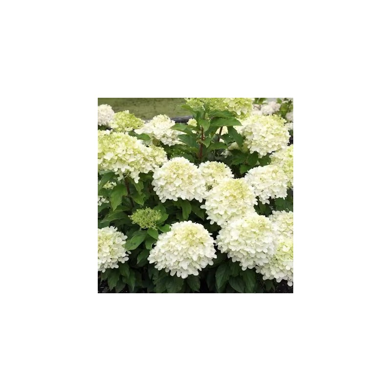Skarainā hortenzija ,,Summer Breeze,, /Hydrangea paniculata/ - P12 kont.