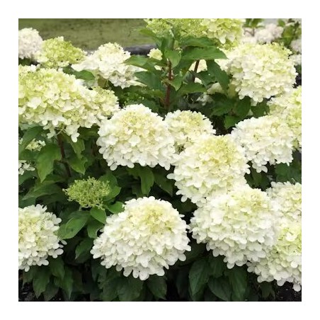 Skarainā hortenzija ,,Summer Breeze,, /Hydrangea paniculata/ - P12 kont.