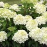 Skarainā hortenzija ,,Summer Breeze,, /Hydrangea paniculata/ - P12 kont.