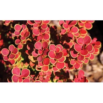 Tunberga bārbele 'Orange sunrise' /berberis thunbergii/ - P9 kont.
