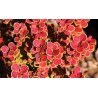 Tunberga bārbele 'Orange sunrise' /berberis thunbergii/ - P9 kont.