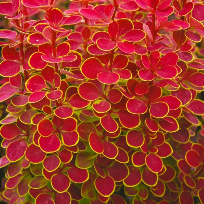 Tunberga bārbele 'Orange sunrise' /berberis thunbergii/ - P9 kont.