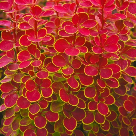 Tunberga bārbele 'Orange sunrise' /berberis thunbergii/ - P9 kont.