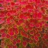 Tunberga bārbele 'Orange sunrise' /berberis thunbergii/ - P9 kont.