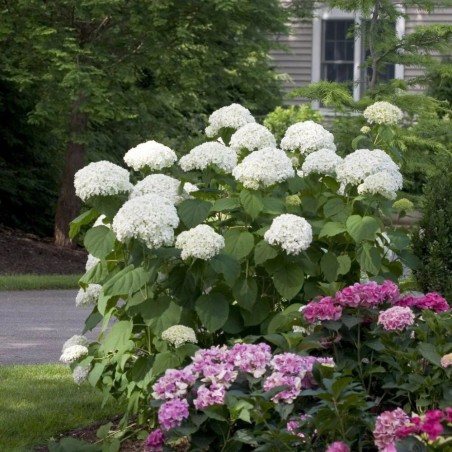 Hortenzija, kokveida ,,Strong Annabelle,, /Hydrangea arborescens/ - P12 kont.
