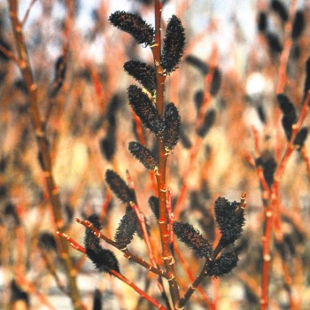 Kārkls, smalkirbuļu ,,Melanostchys,, /Salix gracilistyla/- C3 kont.