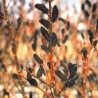 Kārkls, smalkirbuļu ,,Melanostchys,, /Salix gracilistyla/- C3 kont.