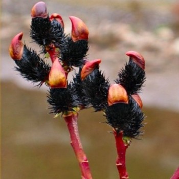 Kārkls, smalkirbuļu ,,Melanostchys,, /Salix gracilistyla/- C3 kont.