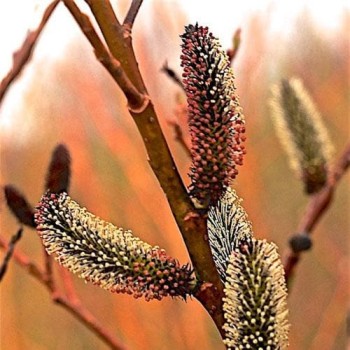 Kārkls, smalkirbuļu ,,Melanostchys,, /Salix gracilistyla/- C3 kont.