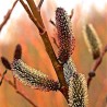 Kārkls, smalkirbuļu ,,Melanostchys,, /Salix gracilistyla/- C3 kont.