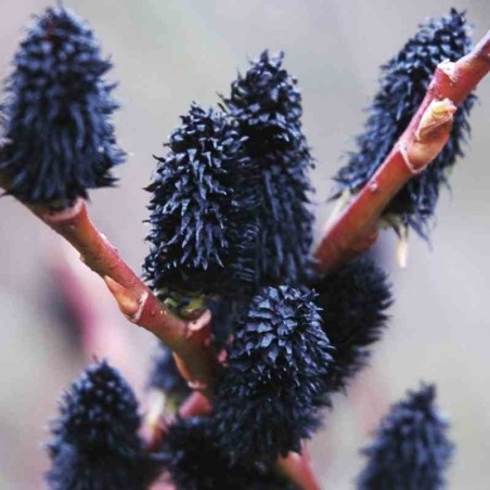 Kārkls, smalkirbuļu ,,Melanostchys,, /Salix gracilistyla/- C3 kont.