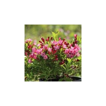 Veigela, krāšņā ,,Picobella Rosa" /Weigela florida/ - C2,5 kont.