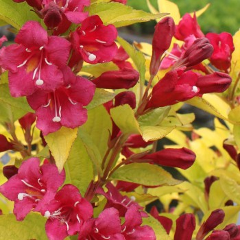 Veigelė ,,Olympiade,, ("Briant Rubidor") /Weigela florida/ - P9 Kont.