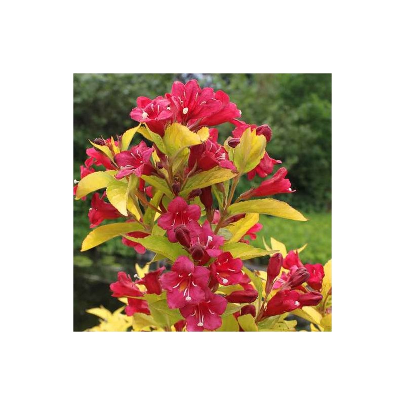Veigela, krāšņā ,,Olympiade,, ("Briant Rubidor") /Weigela florida/ - P9 Kont.