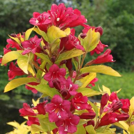 Veigela, krāšņā ,,Olympiade,, ("Briant Rubidor") /Weigela florida/ - P9 Kont.