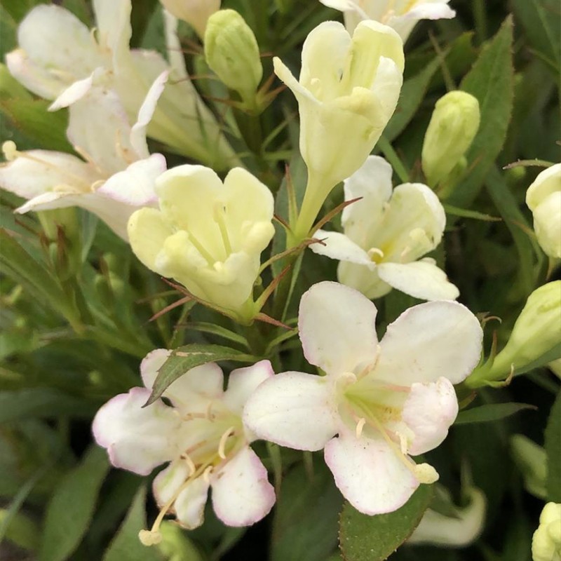 Veigela, krāšņā ,,Picobella Bianca" /Weigela florida/ - C2,5 kont.