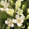 Veigela, krāšņā ,,Picobella Bianca" /Weigela florida/ - C2,5 kont.