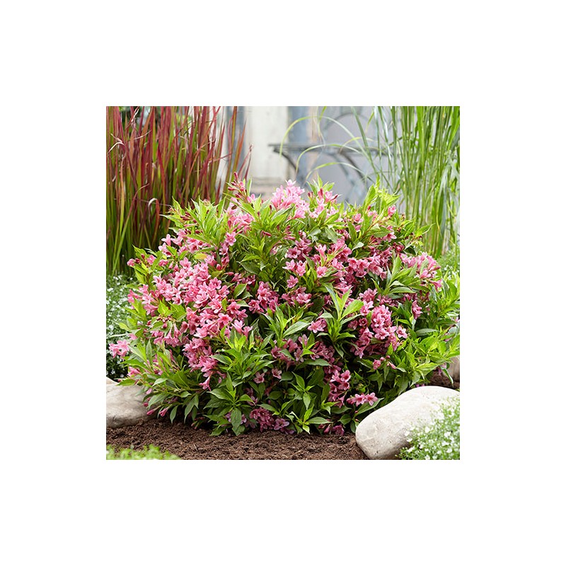 Veigela, krāšņā ,,Picobella Rosa" /Weigela florida/ - C2,5 kont.