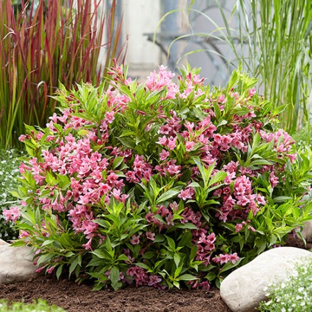 Veigela, krāšņā ,,Picobella Rosa" /Weigela florida/ - C2,5 kont.