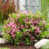 Veigela, krāšņā ,,Picobella Rosa" /Weigela florida/ - C2,5 kont.