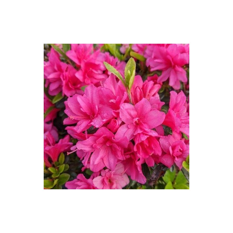 Acālija, Japānas 'Melina' /Azalea japonica/ - C2,5 kont.