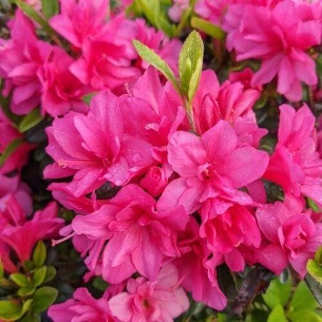 Acālija, Japānas 'Melina' /Azalea japonica/ - C2,5 kont.
