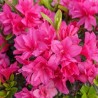 Acālija, Japānas 'Melina' /Azalea japonica/ - C2,5 kont.