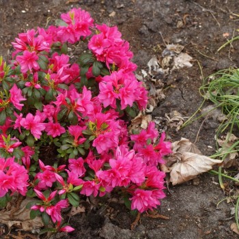 Acālija, Japānas 'Melina' /Azalea japonica/ - C2,5 kont.