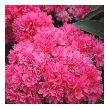 Acālija, Japānas 'Melina' /Azalea japonica/ - C2,5 kont.