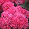 Acālija, Japānas 'Melina' /Azalea japonica/ - C2,5 kont.